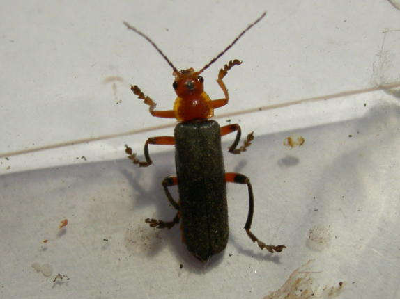 Cantharis livida del Vicentino